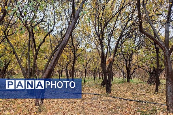 اولین باران پاییزی قابی شفاف از پاییز  رنگارنگ را در شهر زیبای بار رقم زد