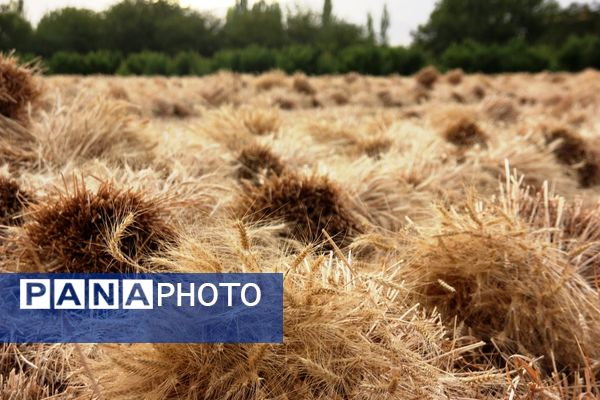 آغاز برداشت گندم در شهرستان ارومیه