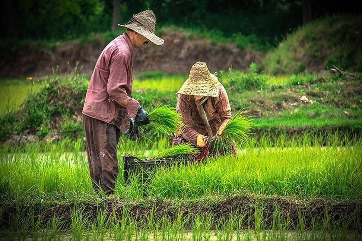 بخش خصوصی بی‌انگیزه برای حمایت از خریدبرنج ایرانی به طور مستقیم از کشاورزان