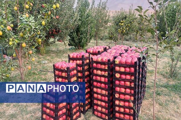 فصل برداشت میوه های پاییزی در شهر زیبای بار نیشابور.