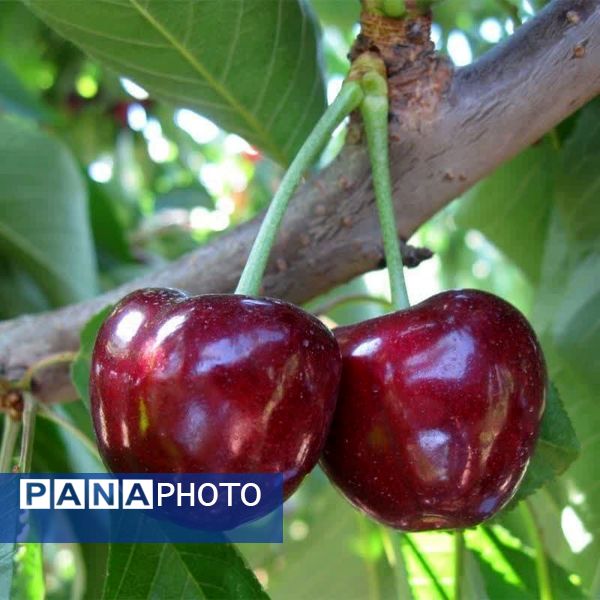 برداشت گیلاس در آذربایجان شرقی