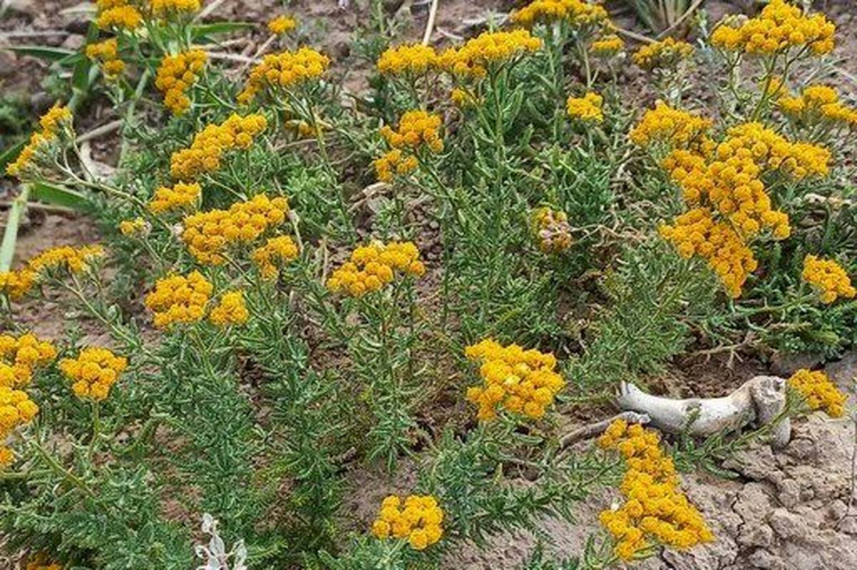 بومادران، گنجینه سبز و شفابخش دامنههای زاگرس
