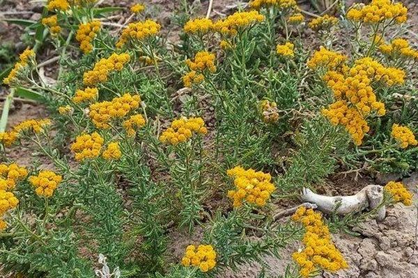 بومادران، گنجینه سبز و شفابخش دامنه‌های زاگرس