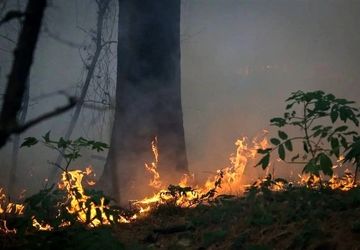 لزوم تغییر نگاه مدیران به پیشگیری و مدیریت آتش‌سوزی در جنگل‌های کشور