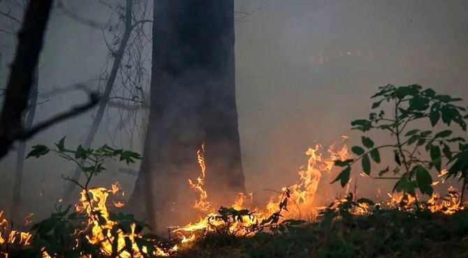 لزوم تغییر نگاه مدیران به پیشگیری و مدیریت آتش‌سوزی در جنگل‌های کشور