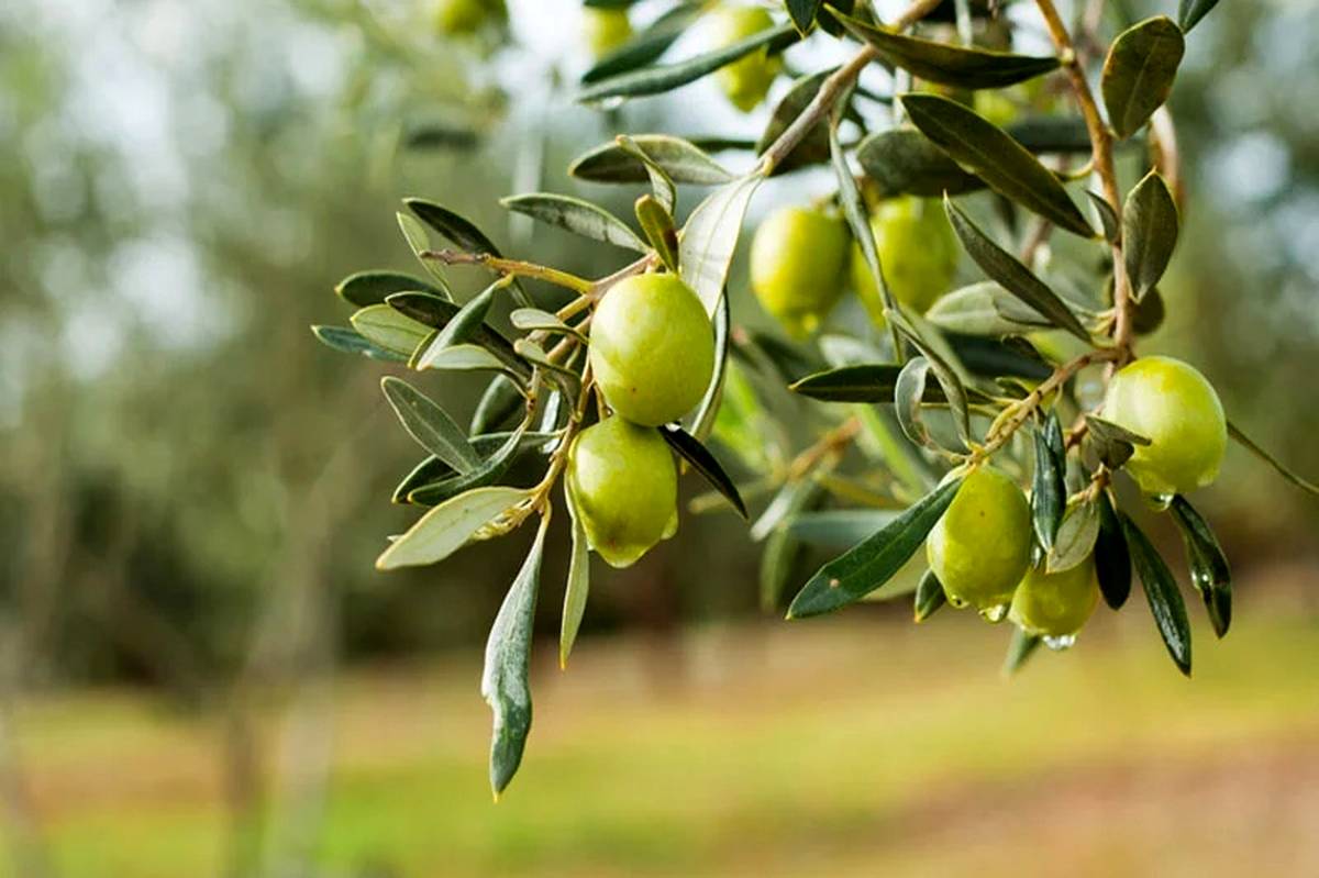 توسعه باغات زیتون در البرز، گامی مهم برای کشاورزی پایدار است