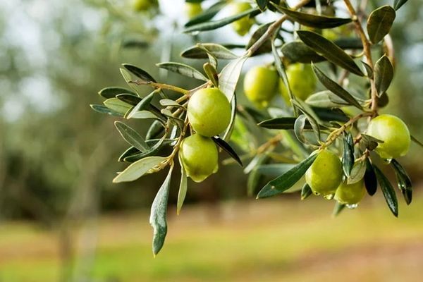 توسعه باغات زیتون در البرز، گامی مهم برای کشاورزی پایدار است