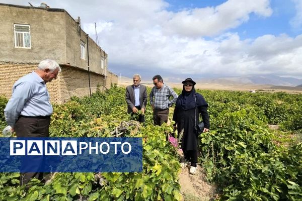 کیل گیری محصولات کشاورزی در شهرستان فاروج