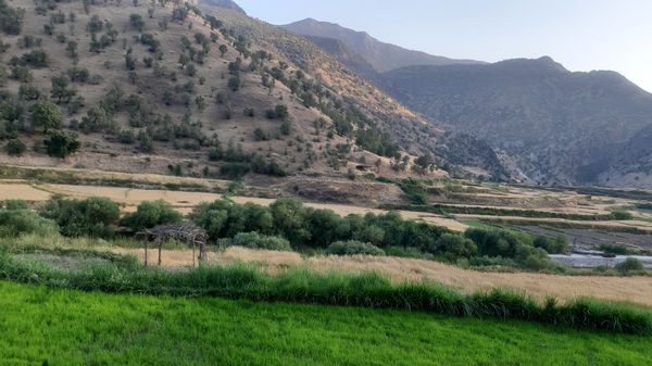 برداشت گندم در روستای بیدله