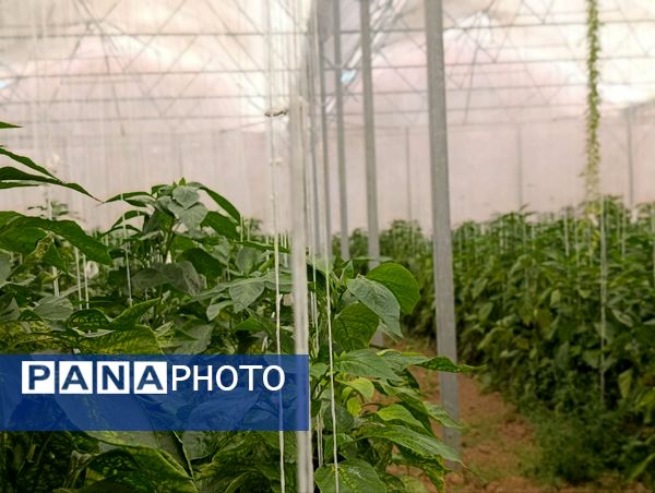 فاز دوم مجتمع گلخانه‌ای لردگان، آغاز فصل جدیدی در کشاورزی پایدار