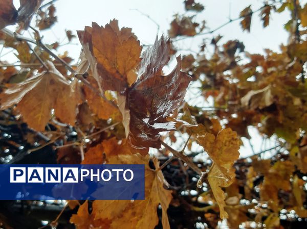 لردگان زیر باران، طراوت زمستانی در دل کوهستان