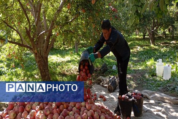 فصل برداشت میوه های پاییزی در شهر زیبای بار نیشابور.