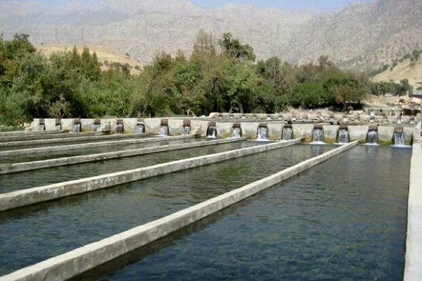 دلایل ارزان بودن ماهی‌های پرورشی