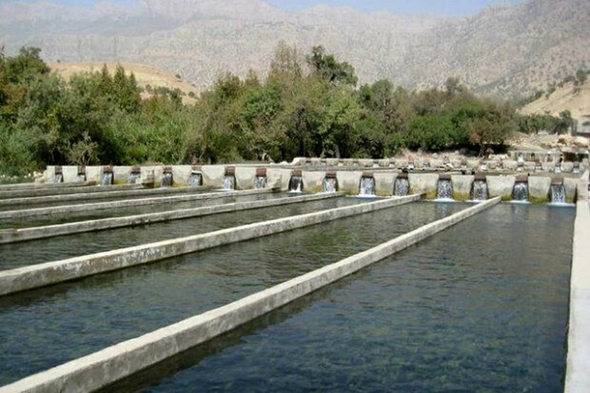 دلایل ارزان بودن ماهیهای پرورشی