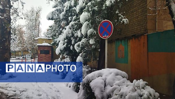 درختان طلایی ، سفید پوش شدند 