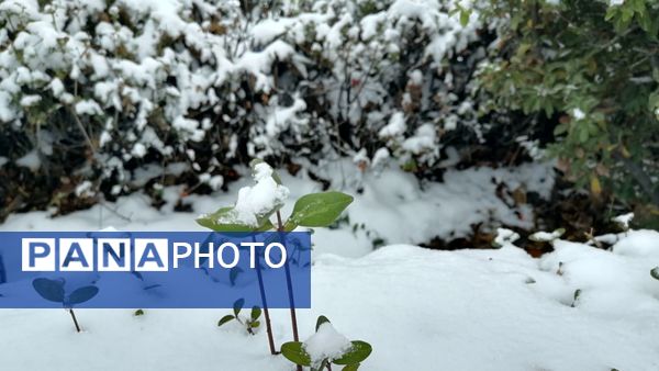 بروجن در پوشش سفیدی برف