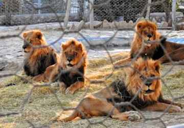 باغ وحش شیراز ، یکی از جاذبه های تفریحی 