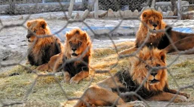 باغ وحش شیراز ، یکی از جاذبه های تفریحی 