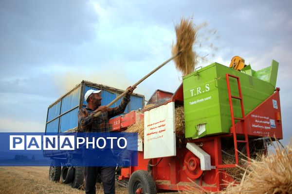 آغاز برداشت گندم در شهرستان ارومیه