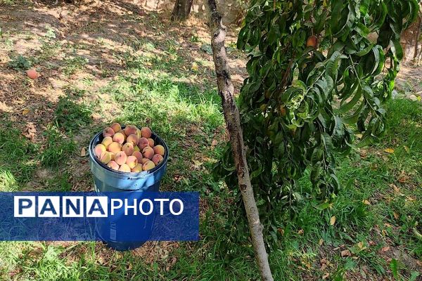 فصل برداشت میوه های پاییزی در شهر زیبای بار نیشابور.