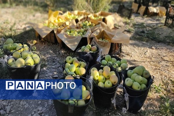 فصل برداشت میوه های پاییزی در شهر زیبای بار نیشابور.