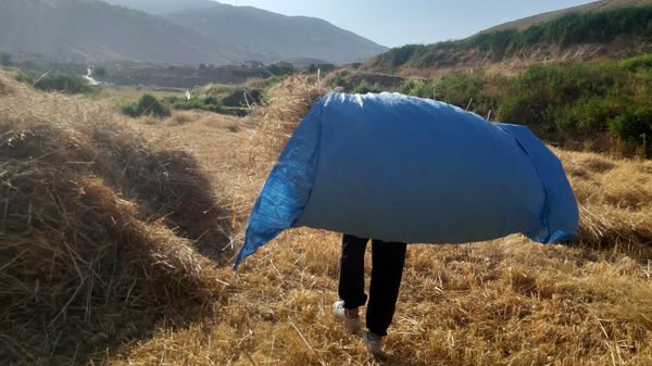 برداشت گندم در روستای بیدله