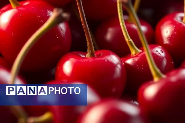 برداشت گیلاس در آذربایجان شرقی