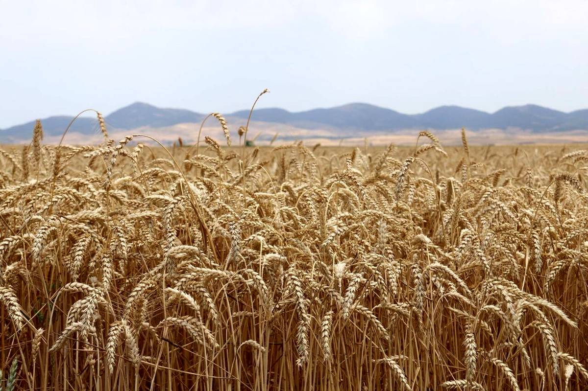 پرداخت ۴۰۰ میلیارد تومان به گندم‌کاران لرستانی