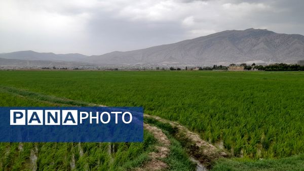 برنج‌کاری در لردگان؛ نماد زندگی و فرهنگ محلی