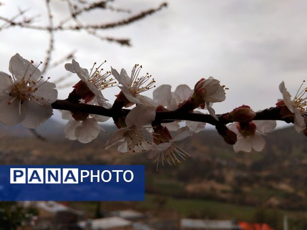  فصل بهار در میانکوه