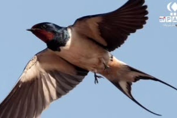 پرستوها؛ نماد امید و قدرت زندگی در روند تغییرات طبیعی