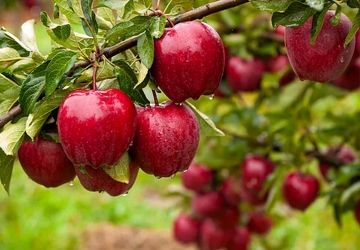 کود آهن؛ عنصر پنهان در سلامت درخت سیب