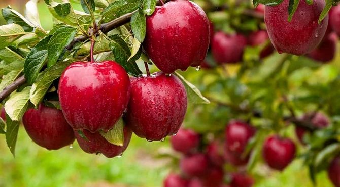 کود آهن؛ عنصر پنهان در سلامت درخت سیب