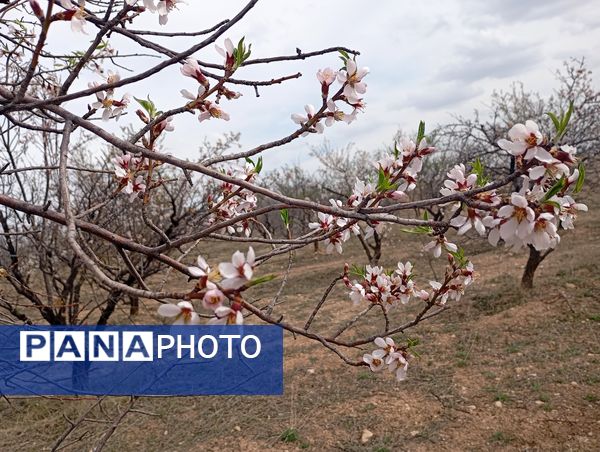  شکوفه های بهاری در روستای گزکوه