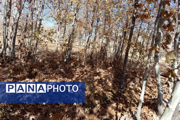 خزان زیبا در کوچه باغ‌های شهر بهمن