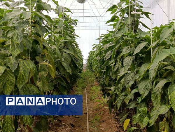 فاز دوم مجتمع گلخانه‌ای لردگان، آغاز فصل جدیدی در کشاورزی پایدار