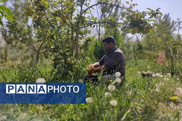 فصل زیبای پاییز در شهر بار نیشابور 