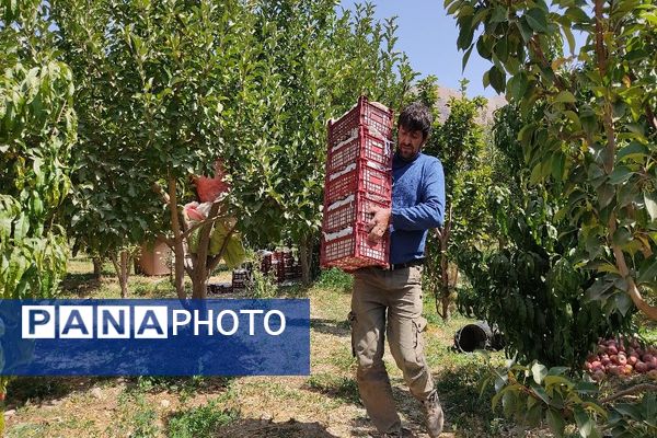 فصل برداشت میوه های پاییزی در شهر زیبای بار نیشابور.