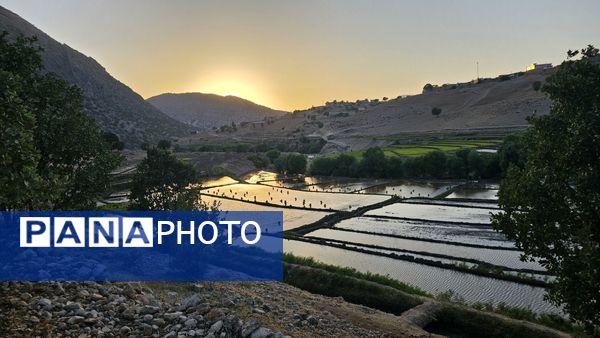 برنج‌کاری در لردگان؛ نماد زندگی و فرهنگ محلی