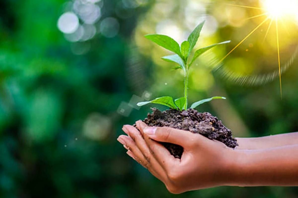 ایران را سبز کنیم