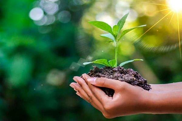 ایران را سبز کنیم