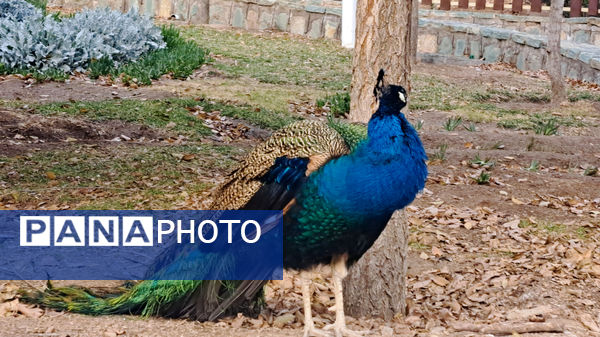 باغ پرندگان قم: جاذبه‌ای بی‌نظیر در قلب کشور