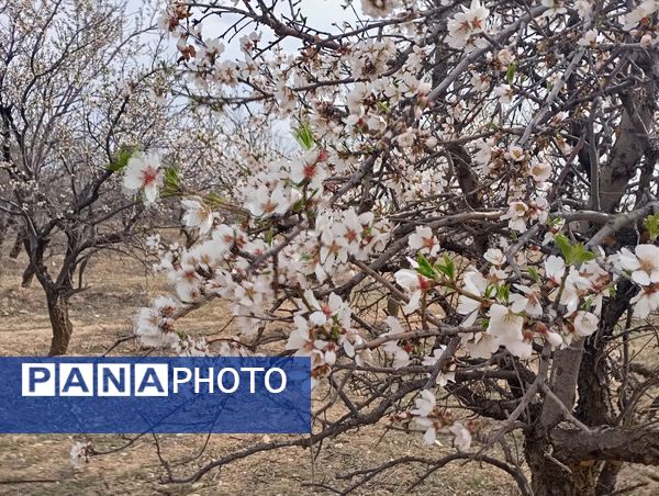  شکوفه های بهاری در روستای گزکوه