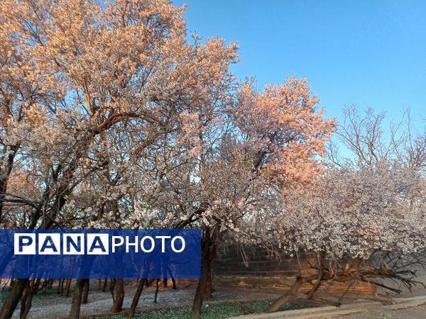 طبیعت با شکوفه‌های رنگارنگ به استقبال نوروز آمد