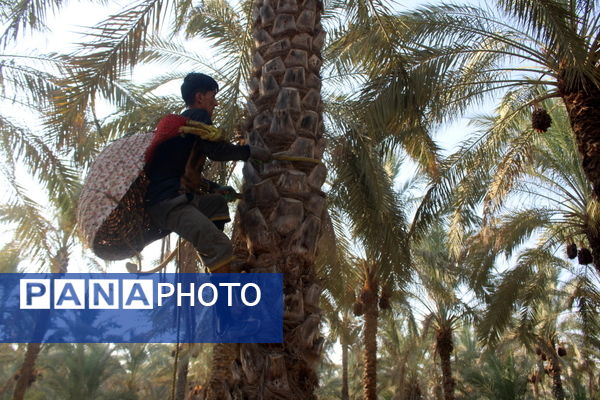 برداشت خرما در منطقه آب پخش