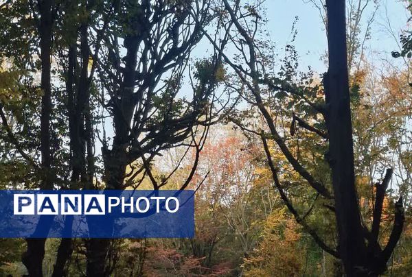 جنگل‌های هیرکانی کردکوی