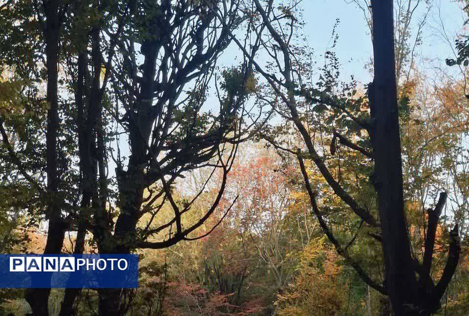 جنگل‌های هیرکانی کردکوی