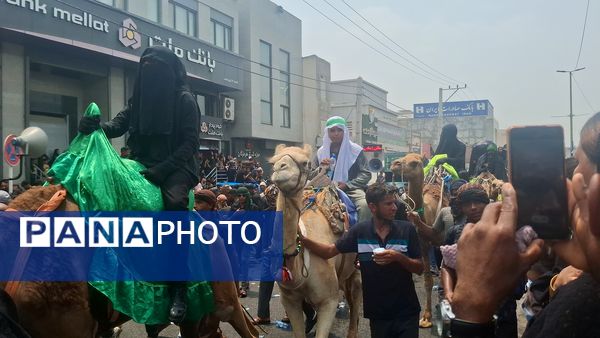 برگزاری آئین «شیر و کتل» در میناب 
