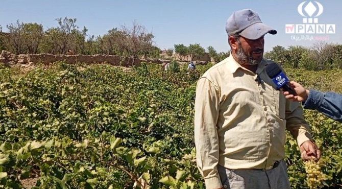 برداشت انگور در روستای گزکوه زیر سایه خشکسالی