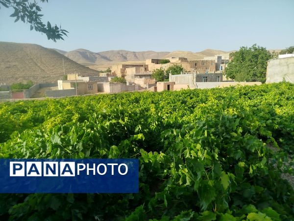 گزکوه، قطب انگور خراسان شمالی 